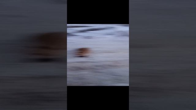 бесстрашная лиса