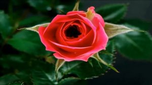 цветы распускаются. очень красивое видео