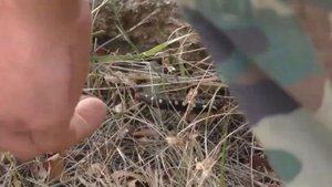 Гусеница бражника подмаренникового.