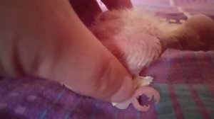 Деформация лапок у птенца кореллы "вертолет"