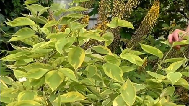 Дачники. Декоративные растения. Гортензия, дёрен, бузульник