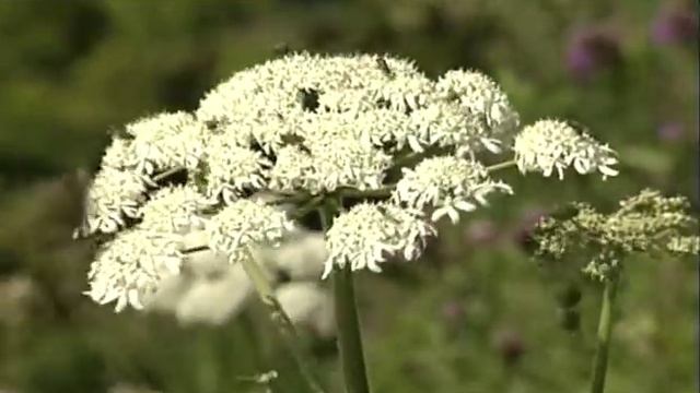 Прогулка по Швейцарии. Часть 5 смотреть онлайн