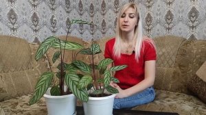 Ктенанта. Уход и размножение в домашних условиях. Неприхотливый сад
