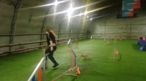 Тренировка аджилити йоркширский терьер 23.11.18