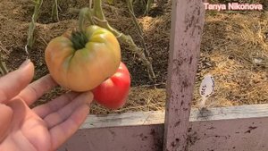 Томат КОЛХОЗНАЯ КОРОЛЕВА.  Томат ЗНАМЕНИТАЯ КЛУБНИКА  МИССИС ШЛАУГБАХ. Томат МУЛАТКА.