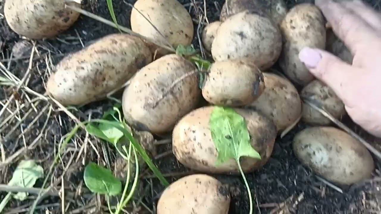 НЕ КАЖДЫЙ СОРТ КАРТОФЕЛЯ ДАСТ ТАКОЙ УРОЖАЙ // ВАЦАП ДЛЯ ЗАКАЗА 89152458159 ПИСЬМЕННО