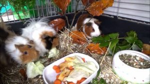 Морская свинка беременна? Морские свинки уход и содержание.