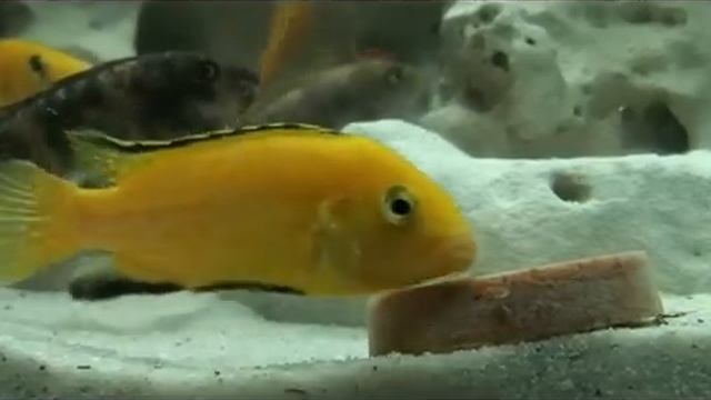 Tetra Natura Algae Block & Cyclops Block смотреть онлайн