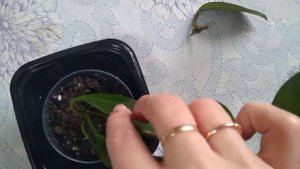 Хойя, восковой плющ. Посадка , правильная подборка горшка