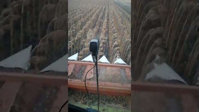 Отзыв о подсолнечной жатке falcon 870 смотреть онлайн