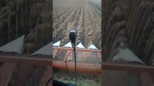 Отзыв о подсолнечной жатке falcon 870