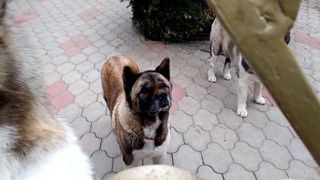 Встречают меня акитки. смотреть онлайн