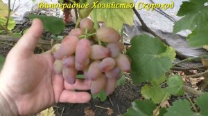 Виноград 2022. Эскалибур