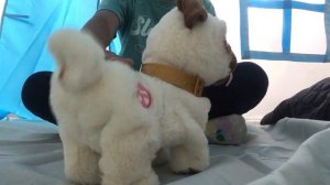 Zuru pets alive poppy