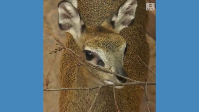 Male klipspringer greets new female at Chicago-area zoo смотреть онлайн