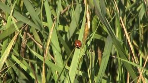 Seven-spotted Lady Beetle (Coccinellidae: Coccinella septempunctata) on Grassblade