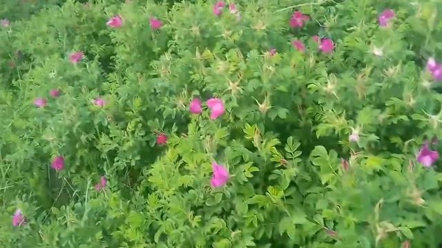 81. Цветет шиповник на даче