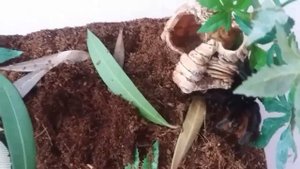 СОДЕРЖАНИЕ ПАУКА-ПТИЦЕЕДА ДОМА! Рассказываю и показываю.