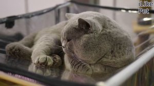 Как ухаживать за британской кошкой?