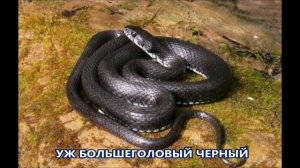 ВИДЫ УЖЕЙ И ИХ ОТЛИЧИЕ ОТ ГАДЮКИ .