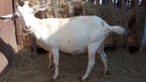 Какой породы у меня козы? Поговорим о породе наших коз!