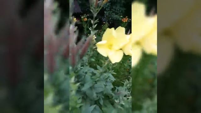 Лимонник смотреть онлайн