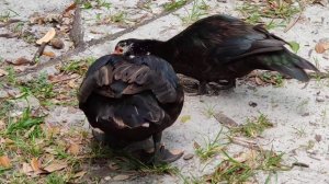 Muscovy drake wagging tail