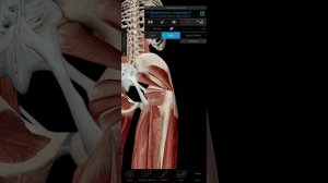 Мышцы нижней конечности. Мышцы таза.