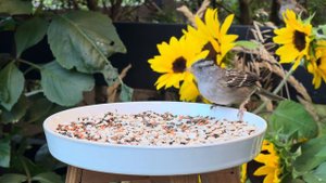 Cat TV for Cats to Watch 😺🐦 Garden birds, squirrels, sunflowers 🌻 8 Hours(4K HDR)