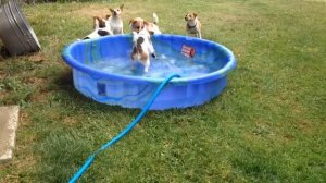 Jack Russell Terriers Play in Kiddie Pool