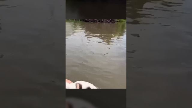 🐈 Спасение котиков в Херсоне смотреть онлайн