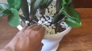 Замиакулькас Зензи...пересадка!