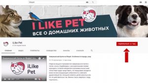 4 способа отучить кошку грызть провода