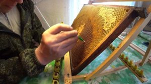 ВЫВОД МАТОК от А до Я, ДЕЛАЕМ СТАРТЁР, ПРИВИВКА, РЕЗУЛЬТАТ, ВСЁ ПОДРОБНО