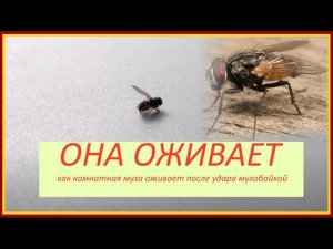 Как комнатная муха восстанавливается после мухобойки и уползает