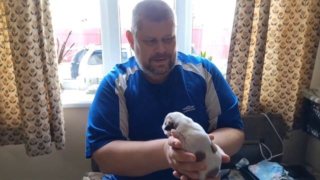 Собачья жизнь / Купирование хвостов и ушей / часть 2