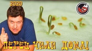 Все ответы: где купить семена? Как прорастить перец чили? Срок проращивания перца? Ну и отчет.