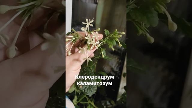 клеродендрум каламитозум. первое цветение