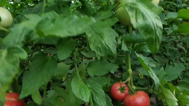 Томат Пинк Маргари.22 июня. смотреть онлайн