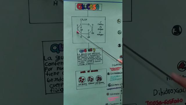 explicacion: ¿que es la glucosa y la glucólisis? parte 1/2