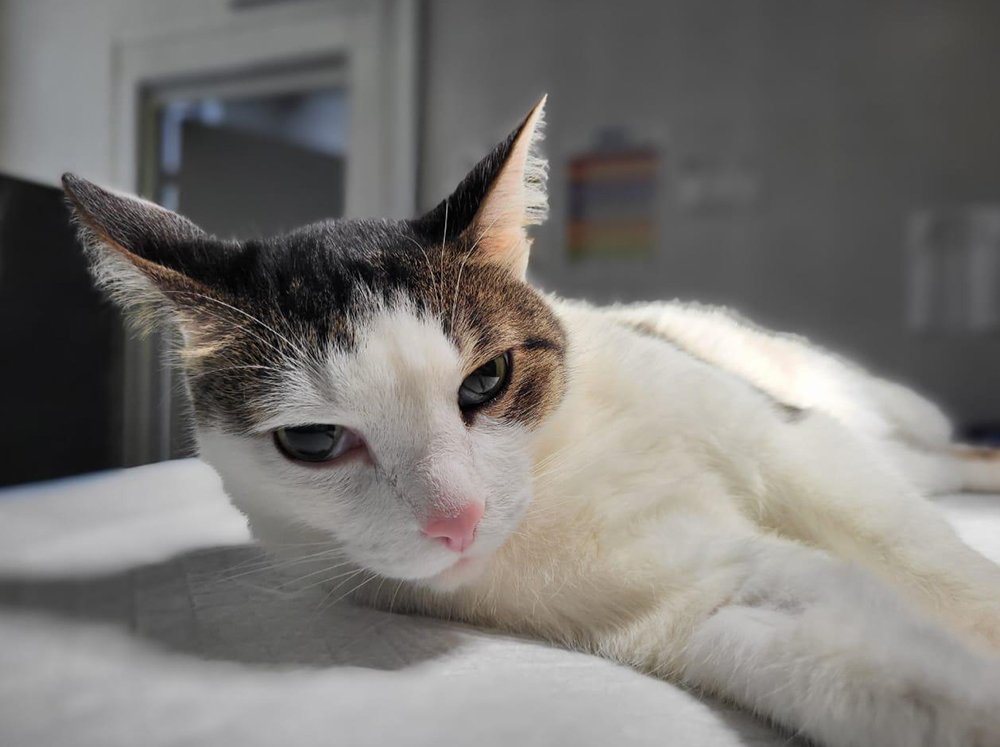 В Москве кот 8 лет жил с оставленным после операции катетером / Город новостей на ТВЦ