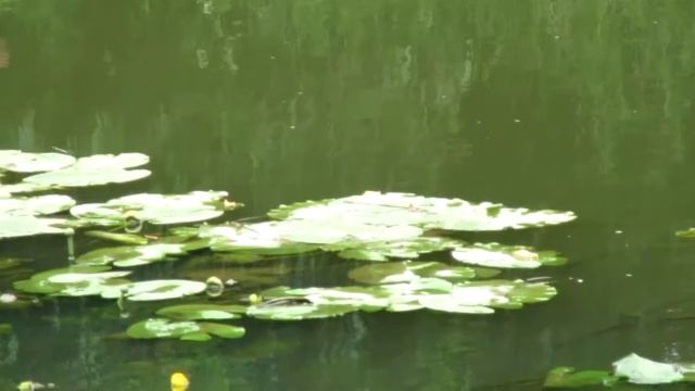 Белые лилии водяные и кувшинки смотреть онлайн