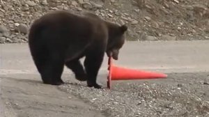 Bears are annoyed by the chaotic humans …