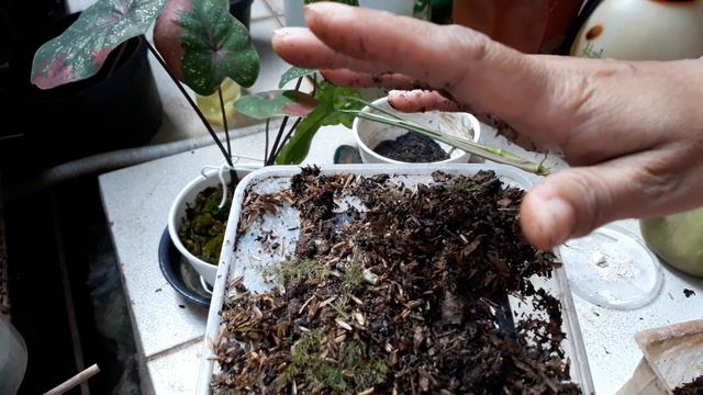 SYNGONIUM THREE KINGS CACAH BATANG смотреть онлайн