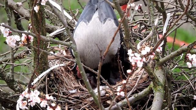 Crow chicks/ Ворона с птенцами в гнезде смотреть онлайн