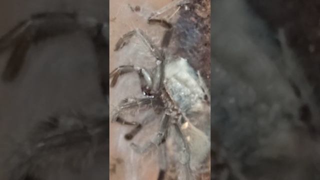 Процесс линьки малыша птицееда от начала до конца!