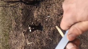 Прививка плодовых черенком за кору в пенёк