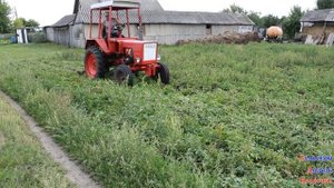 Косим ботву картофеля (Трактор Т-25 И КЗН) 2019/Косимо бадилля картоплі (Трактор Т-25 і КЗН)/