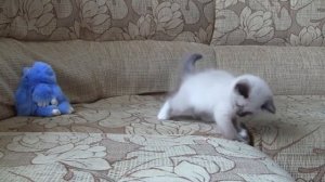ТОП 5 Лучшие видео про котенка. Смешной котенок ГАВ.