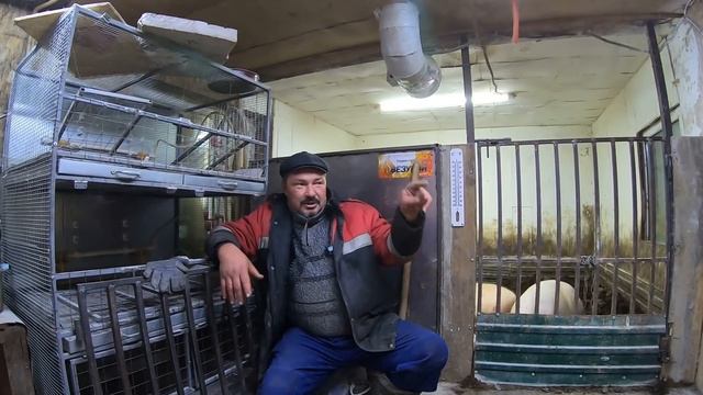 Выращивание свиней в домашних условиях | C чего начать разводить свиней | ЦЕННАЯ ИНФОРМАЦИЯ